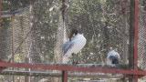 African Sacred Ibis, preening and walking