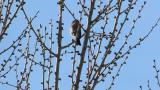 Japanese grosbeak after foraging