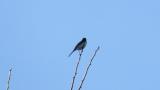 Japanese Wagtail singing on the top of a tall tree
