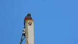 Blue Rock Thrush, short song