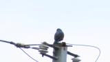 Blue Rock Thrush, singing in begging posture