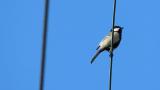 Japanese Tit, preening, song and defecation