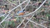 Varied Tit, foraging and defecation