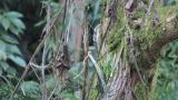 Japanese Pygmy Woodpecker, foraging