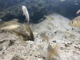 アブラボテの繁殖行動