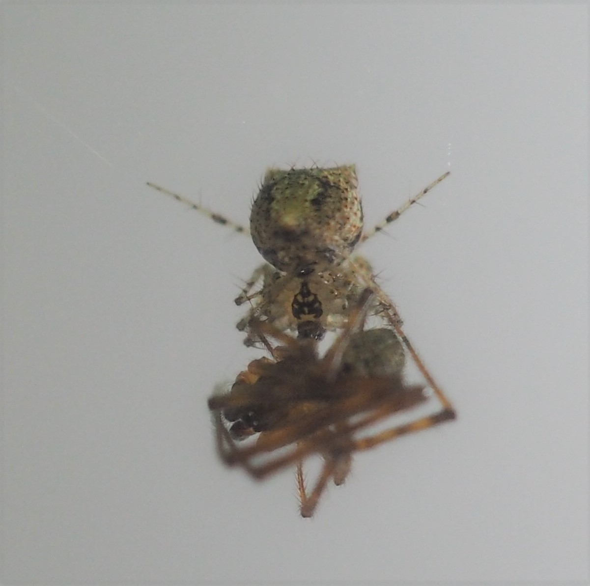 オオヒメグモ幼体を捕食しようとするセンショウグモ