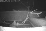 モリアオガエルが２匹で移動する様子