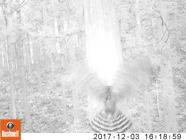 樹洞で営巣するニホンモモンガを狩るクマタカ