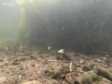 アブラボテの縄張り行動