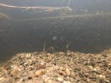 シロヒレタビラの縄張り行動⑥
