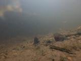 シロヒレタビラの繁殖行動