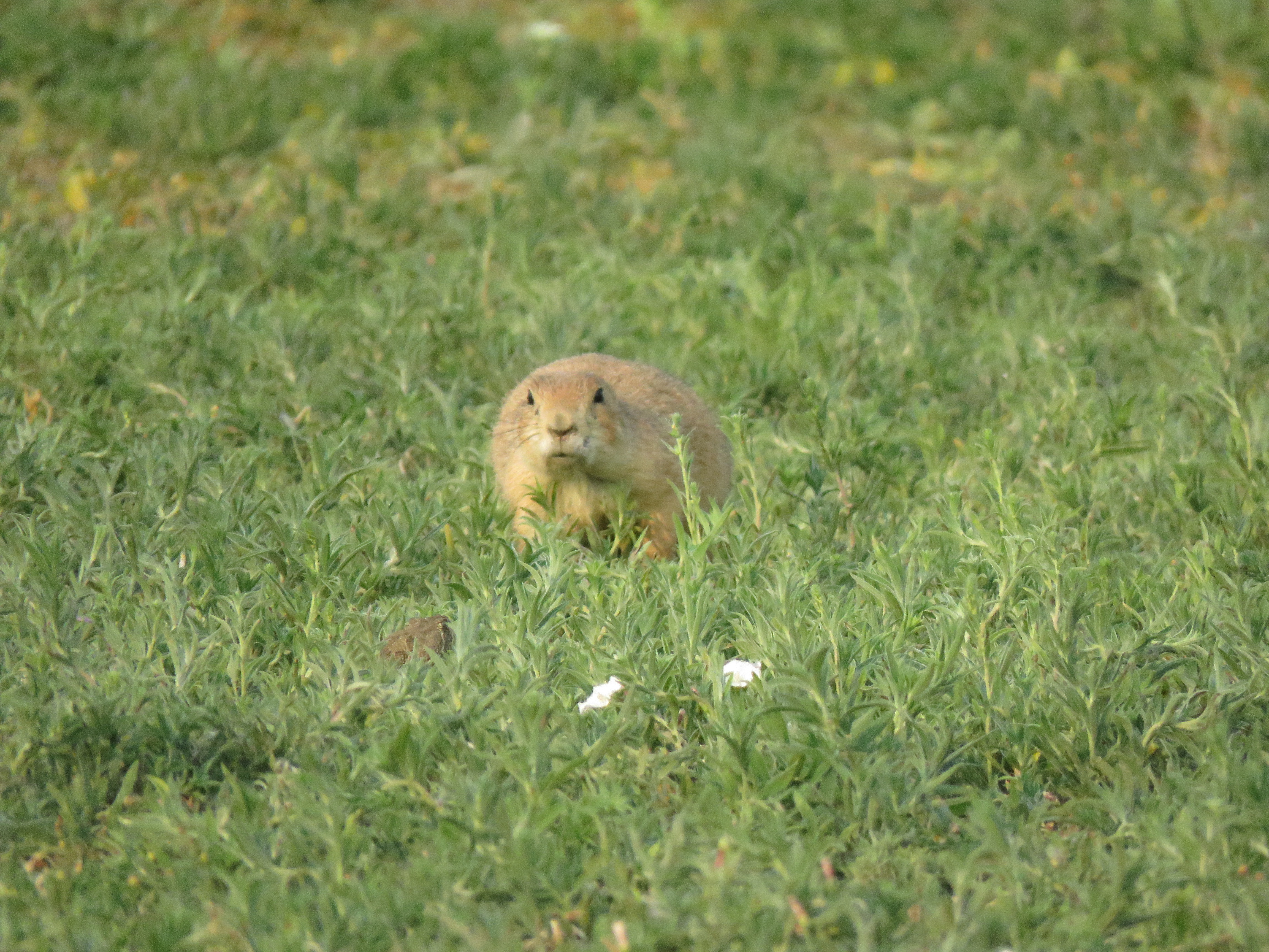 Novel anti-predator behavior by black-tailed prairie dogs in response to prairie rattlesnakes.