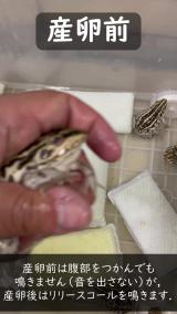 トノサマガエルメスのリリースコール