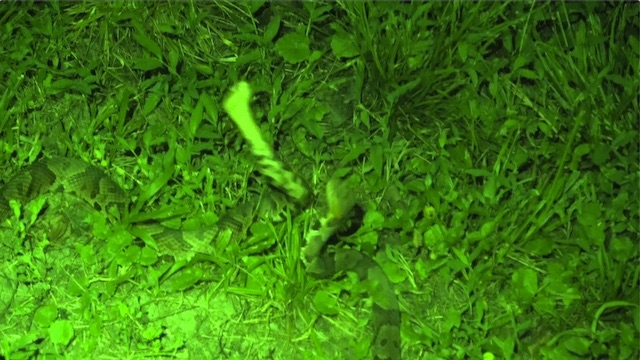 Supplementary Video 1. Agkistrodon contortrix in Kentucky engaged in food-induced combat.