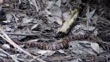 Four Agkistrodon conanti interact including engaging in food-induced male-male combat.