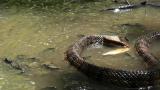 A second example of Agkistrodon piscivorus in North Carolina engaging in combat