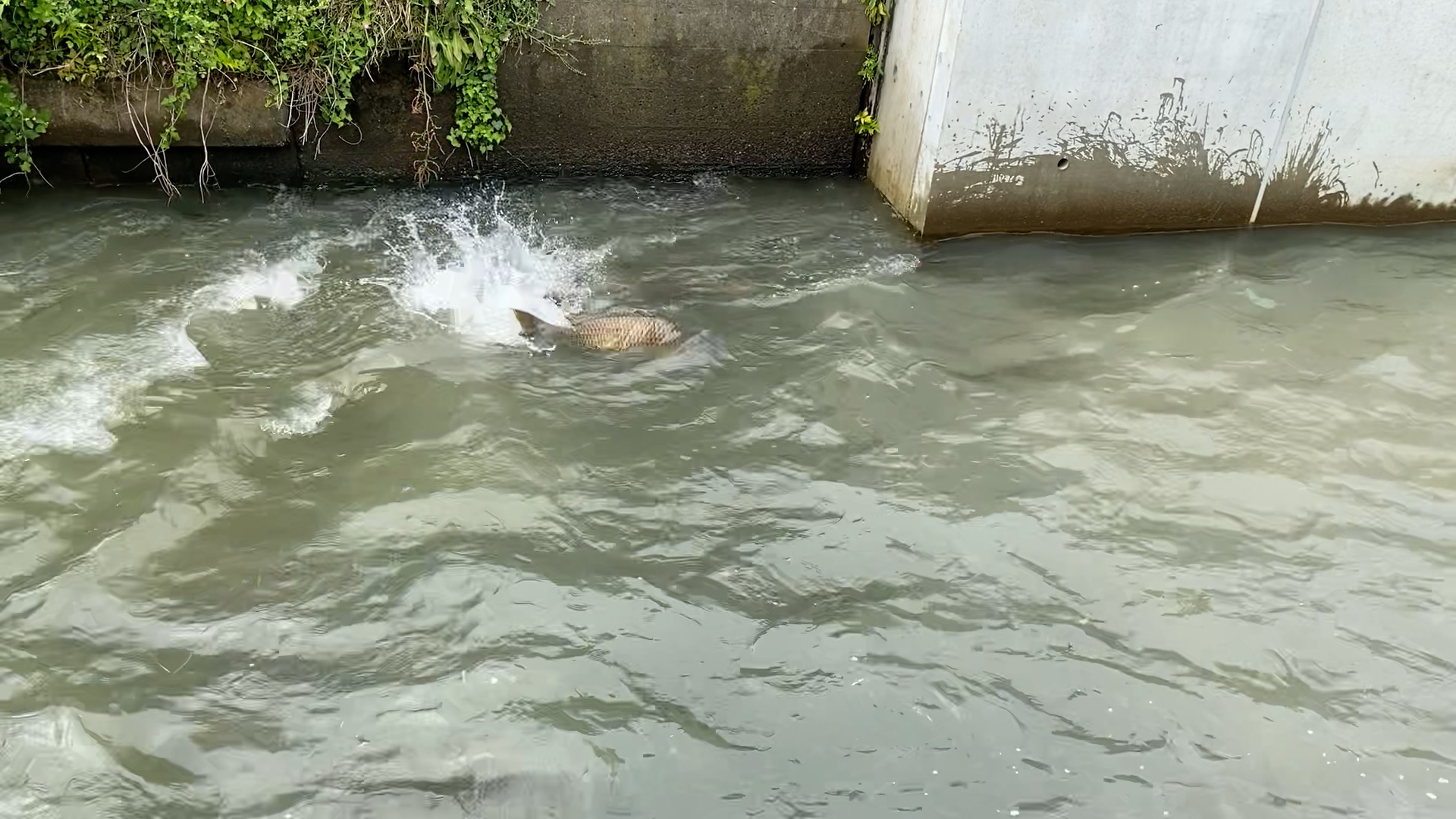 コイ・フナ類の琵琶湖流入河川への産卵遡上