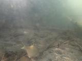 イタセンパラの繁殖行動