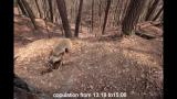ニホンアナグマオスが交尾後、交尾痕を隠すタイムラプス映像
