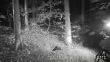 ニホンアナグマの侵入オスによる交尾の中断