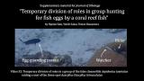 Video S2. Temporary division of roles in a group of the false cleanerfish Aspidontus taeniatus raiding a nest of the three-spot dascyllus Dascyllus trimaculatus.