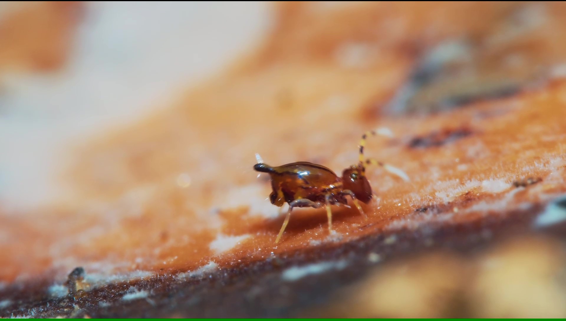 土壌生物ウエノコンボウマルトビムシ