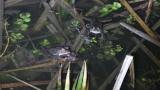 ヤマアカガエル包接オスによる他オスの排除