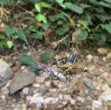 アマミサソリモドキを捕らえたオオジョロウグモ
