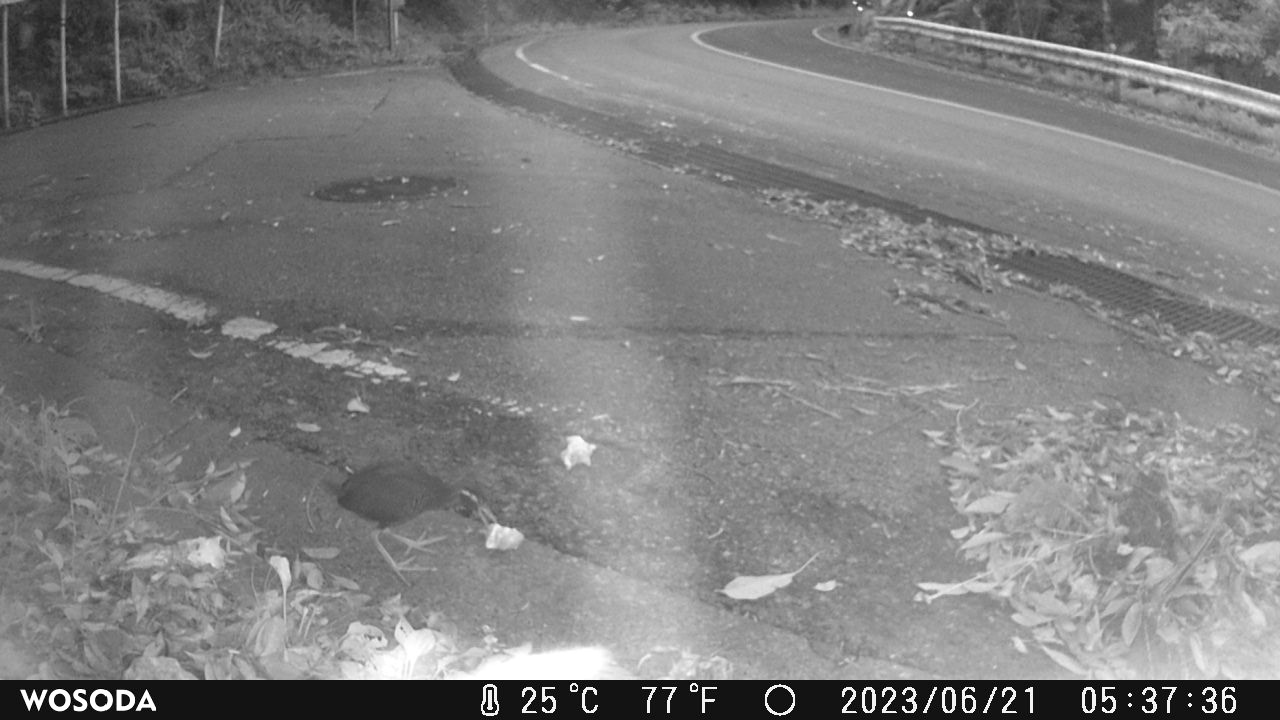 ヤンバルクイナによるロードキル死体摂食の可能性