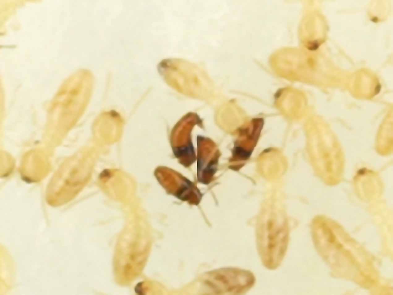 Mating repositioning of the rove beetle Trichopsenius japonicus (movie3)
