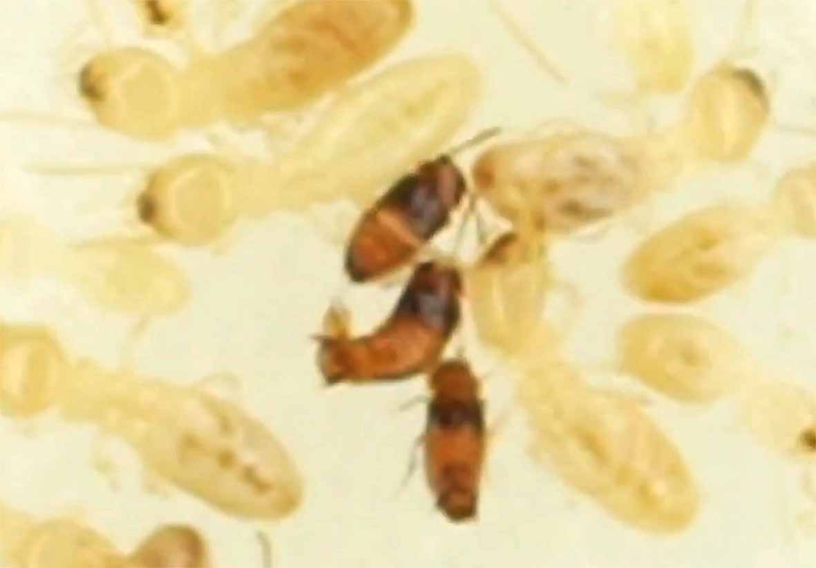 The rove beetle Trichopsenius japonicus failing to mate（movie 4)