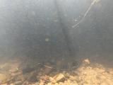 アカヒレタビラの繫殖行動⑭