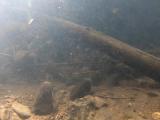アカヒレタビラの繫殖行動⑮