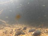 アカヒレタビラの繫殖行動21