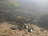 カネヒラの繫殖行動⑤