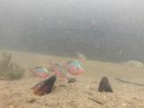 ニッポンバラタナゴの繁殖行動⑥