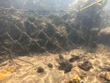 マタナゴの繁殖行動