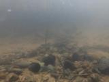 マタナゴの縄張り行動