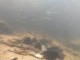 マタナゴの縄張り行動③
