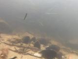 マタナゴの縄張り行動④