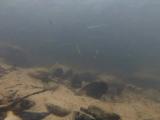 ヒガイの縄張り行動