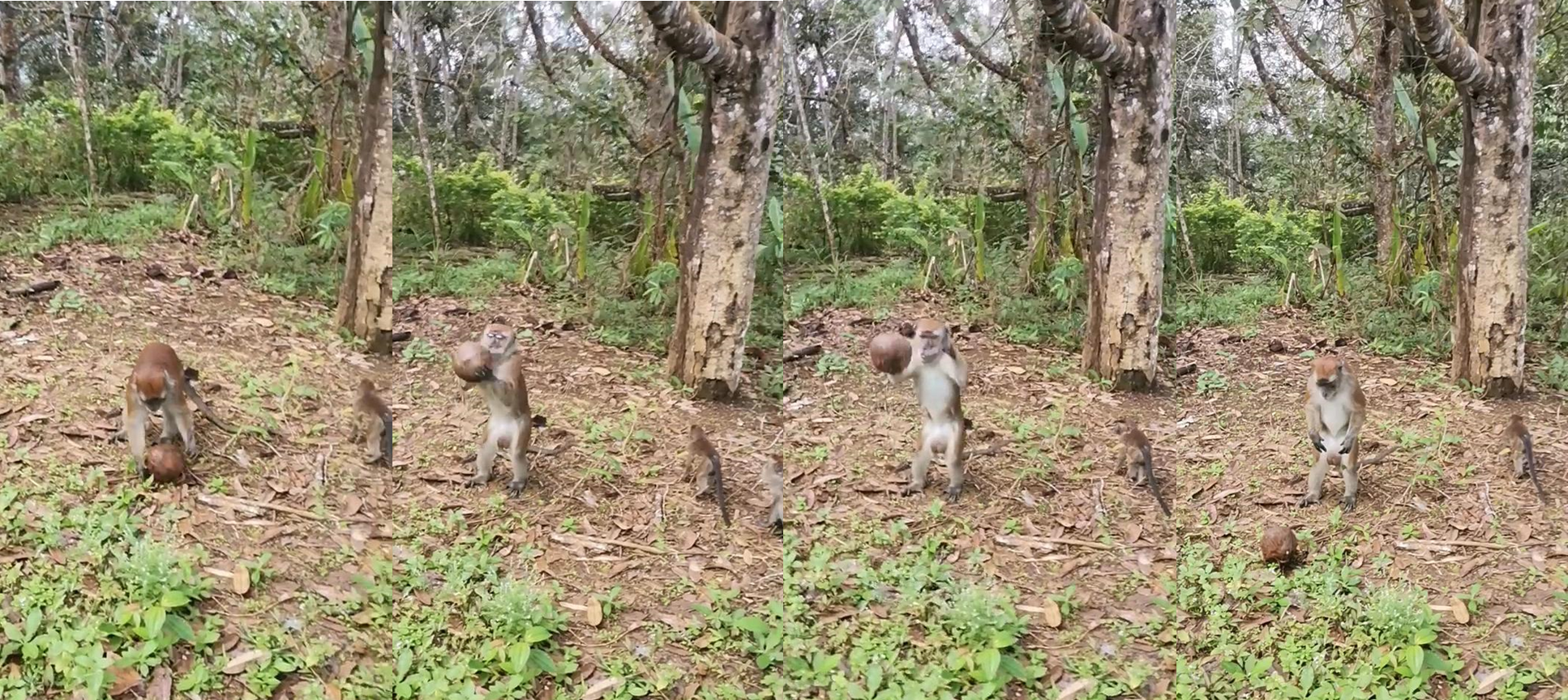 Complex object manipulations in an innovative extractive foraging of coconut by an adult male long-tailed macaque Macaca fascicularis (Raffles, 1821) in southern Philippines