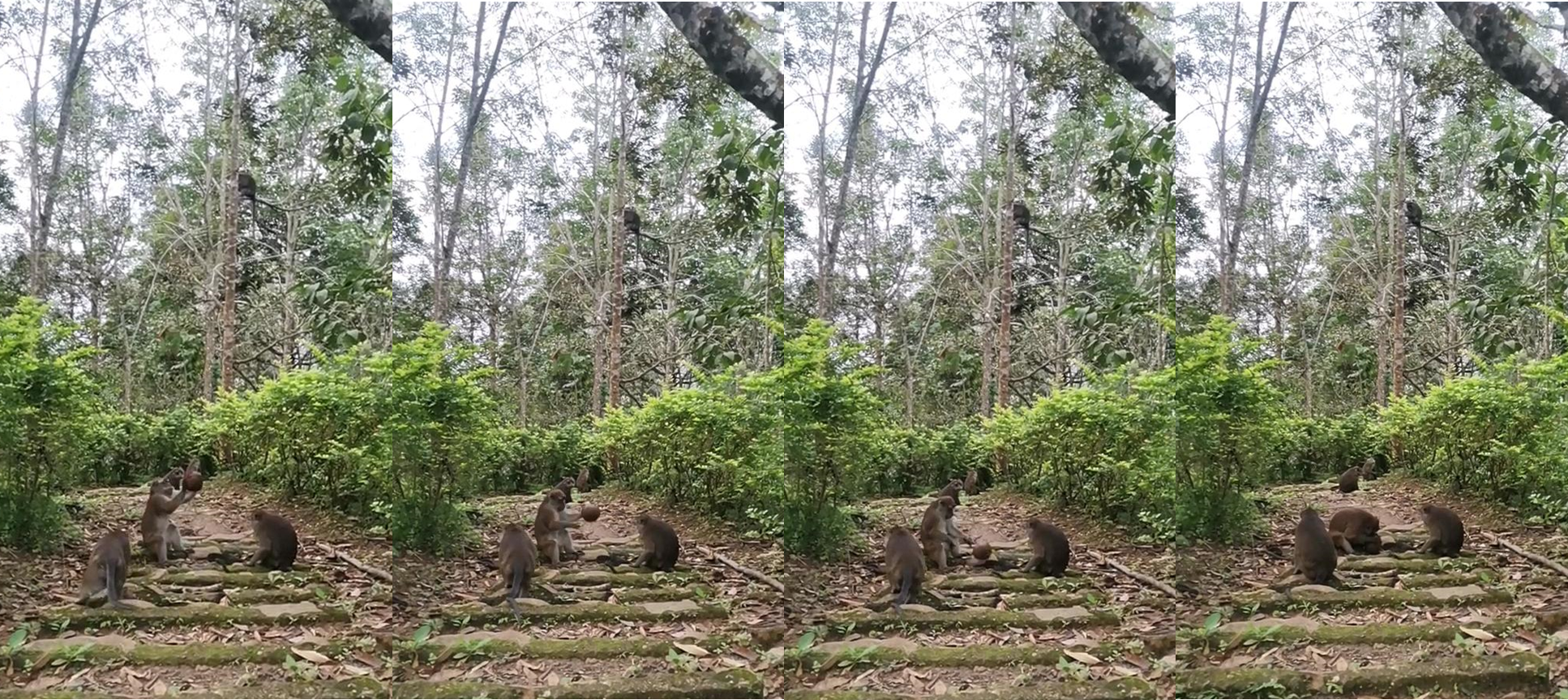 Complex object manipulations in an innovative extractive foraging of coconut by an adult male long-tailed macaque Macaca fascicularis (Raffles, 1821) in southern Philippines