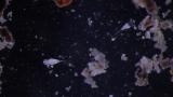 ハナビワムシの捕食