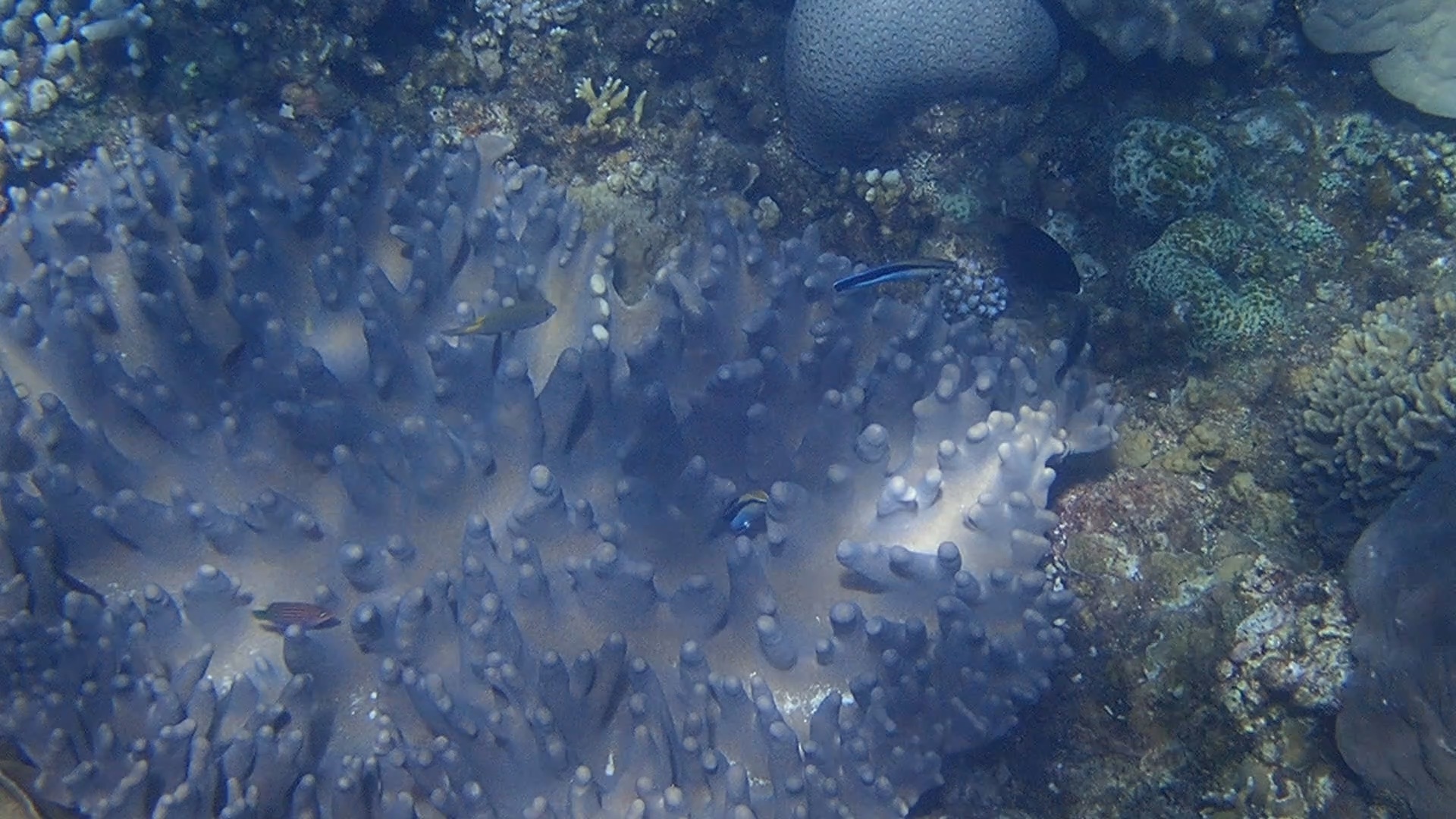 ホンソメワケベラによるサンゴの粘液を摂食する行動