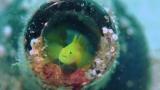 ミジンベニハゼの仔魚吐き行動