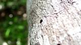 樹脂を咥えて巣穴から脱出するオガサワラコハキリバチ