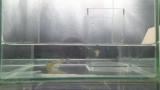 ミナミメダカのペア産卵