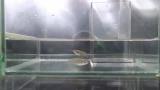 ミナミメダカの産卵後放精