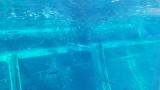 水槽で餌に反応し遊泳するバショウカジキ
